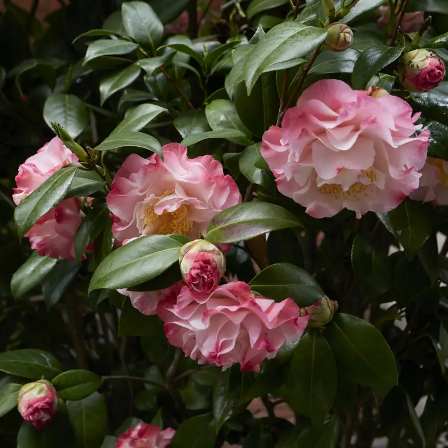 Camelia