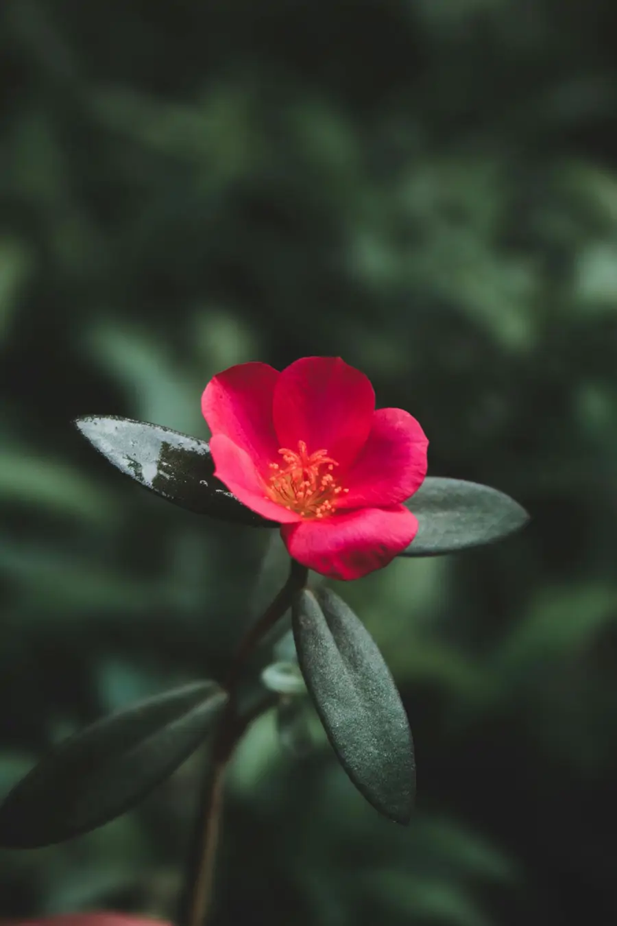 Camellia sasanqua