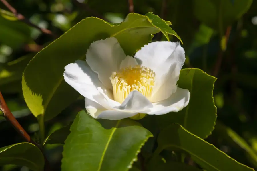 Camelia sasanqua blanca
